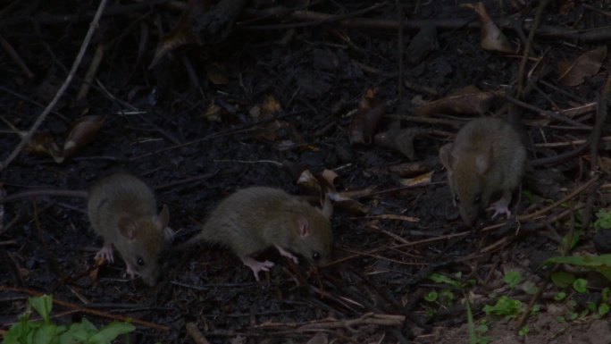 几只老鼠在地上找食物