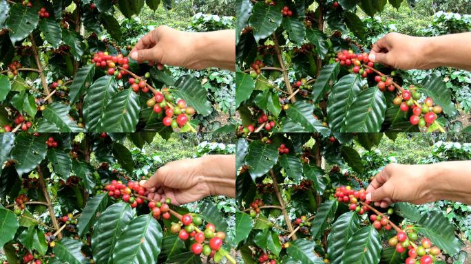 在树上摘咖啡豆慢镜头