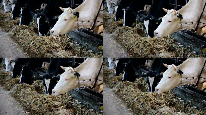 农场牛棚里的奶牛视频素材
