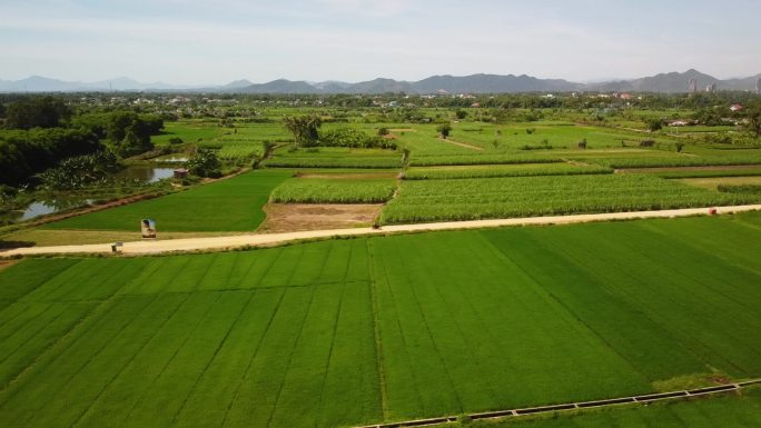 种植有稻田和甘蔗的农业用地。