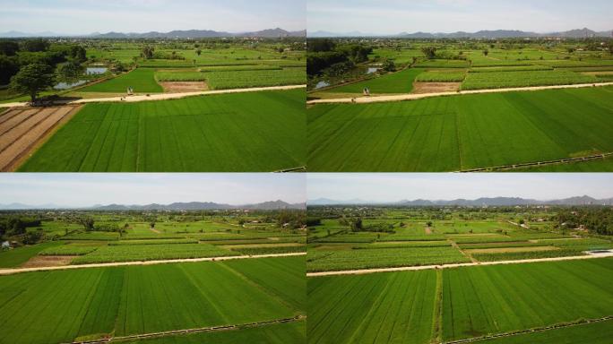 种植有稻田和甘蔗的农业用地。