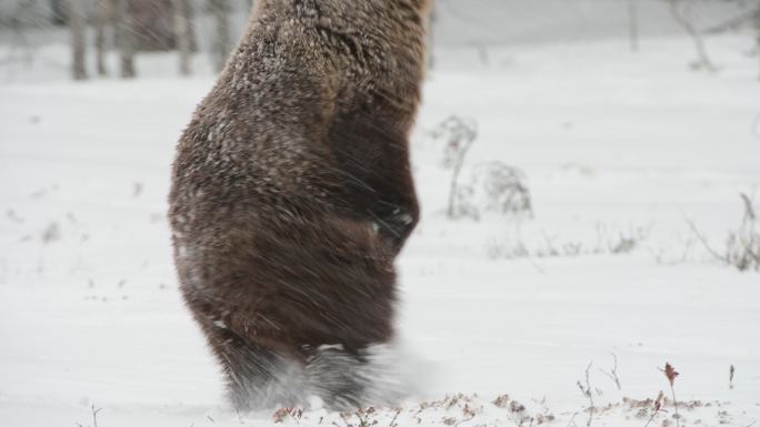 雪地里的棕熊野生动物世界国家保护大自然非