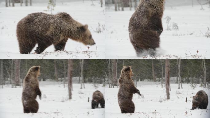 雪地里的棕熊野生动物世界国家保护大自然非