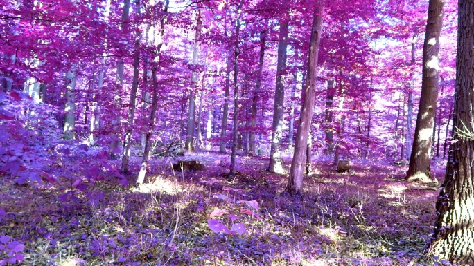 紫色森林景观唯美阳光森林树叶逆光竹林柳树