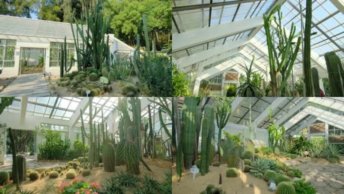 沙漠植物沙生植物温室大棚合集