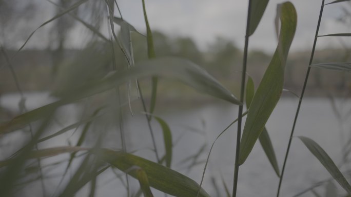 湖边的野草