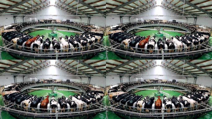 挤奶场挤奶机械化饲养高效