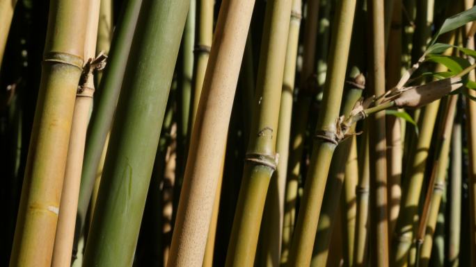 竹类植物茎秆近距离拍摄