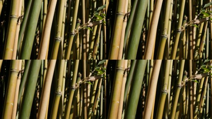 竹类植物茎秆近距离拍摄