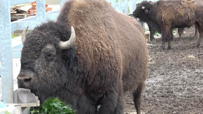 美洲野牛野生牛实拍视频