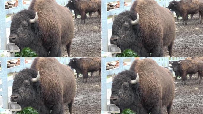 美洲野牛野生牛实拍视频