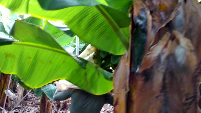 农民在香蕉种植园收获香蕉