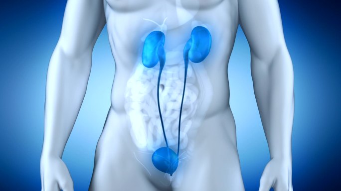 男性泌尿系统肾功能双肾修复演示动画