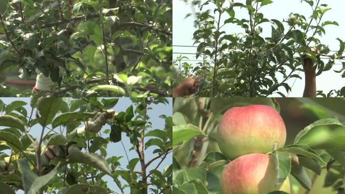 果农农民给果树苹果树修枝护理