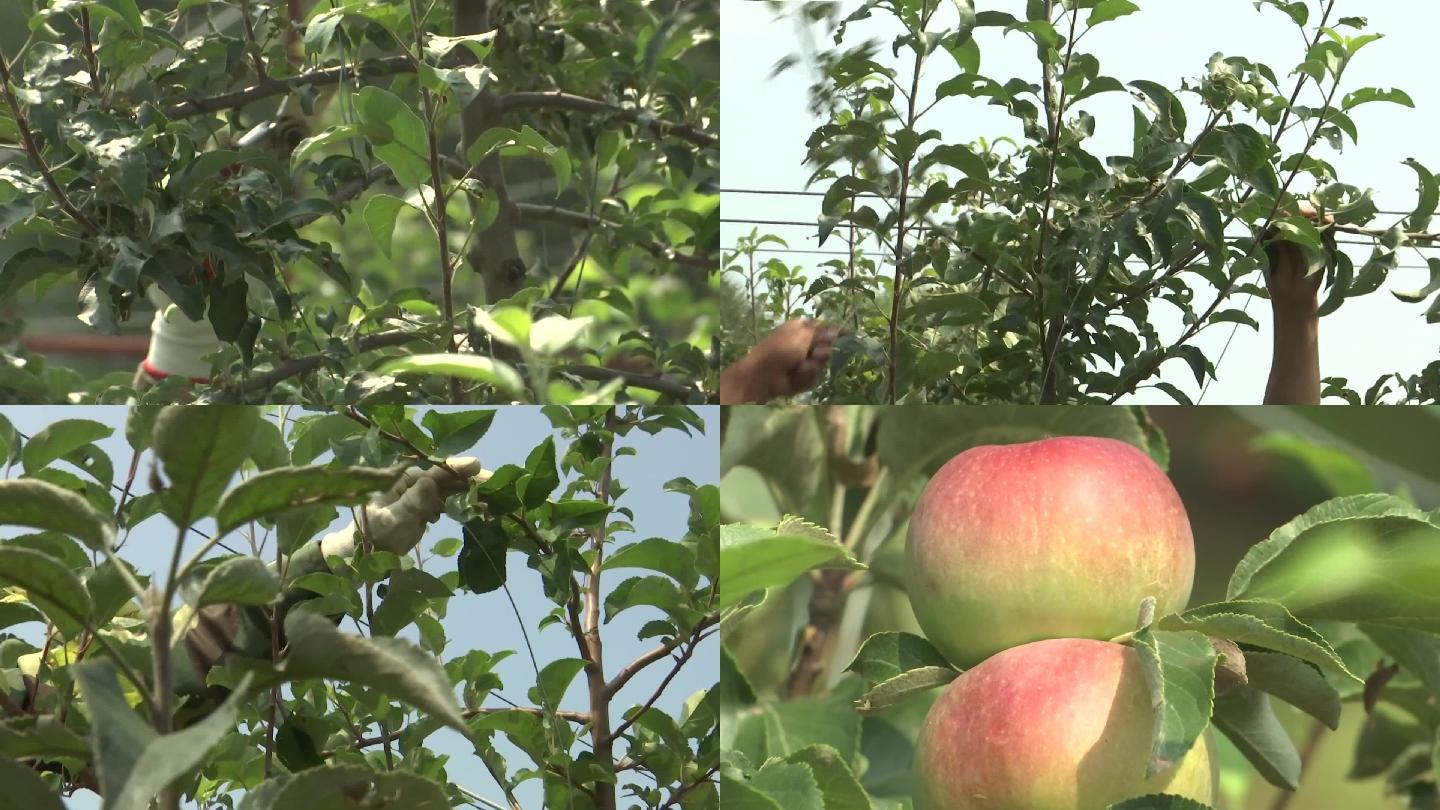 果农农民给果树苹果树修枝护理