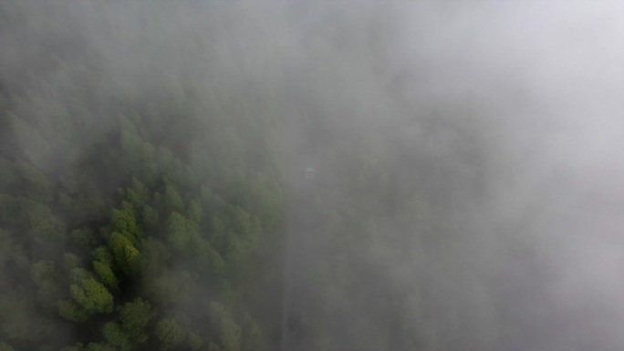 森林云雾缭绕