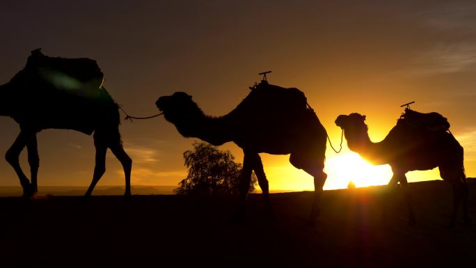 日落时行走的骆驼的剪影。
