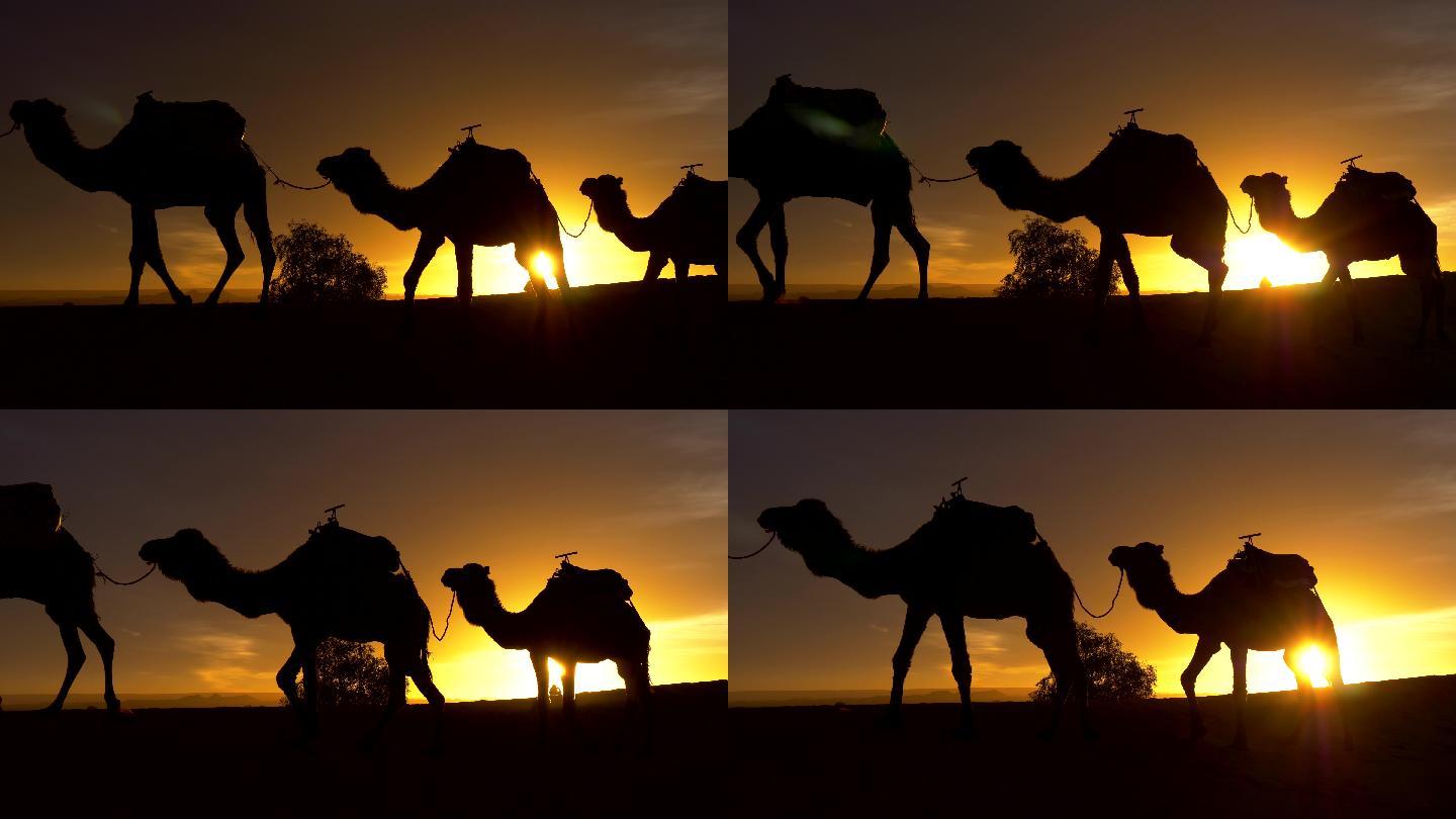 日落时行走的骆驼的剪影。