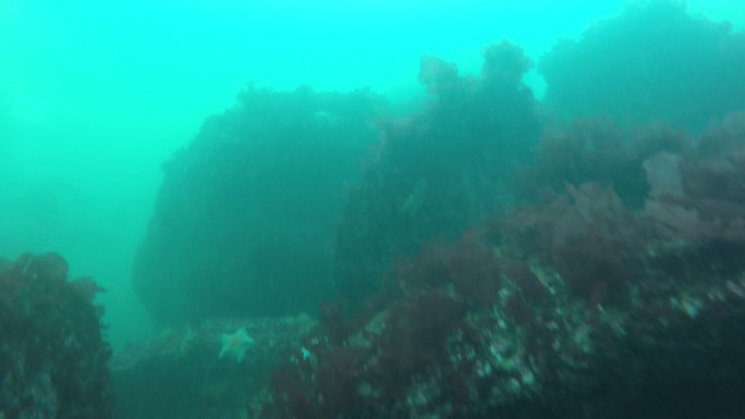 海底 海鲜 海参 潜水 潜水员 海底世界