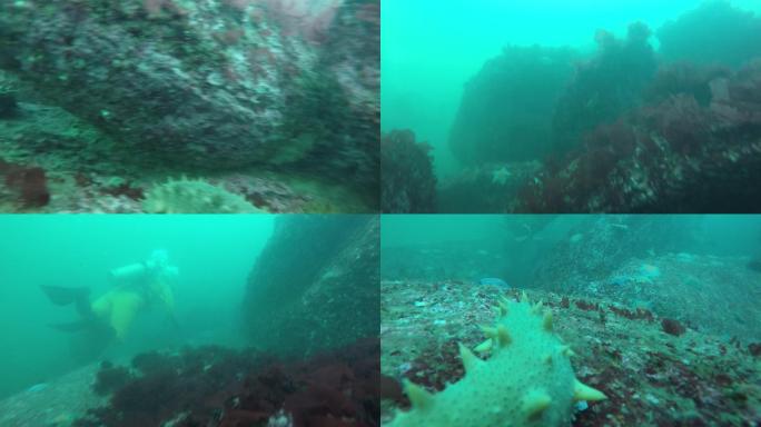 海底 海鲜 海参 潜水 潜水员 海底世界