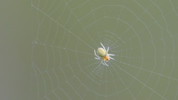 白蜘蛛