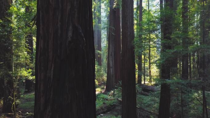 加州红木森林文艺清新天然氧吧户外野外