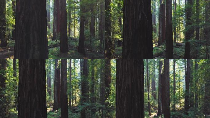 加州红木森林文艺清新天然氧吧户外野外