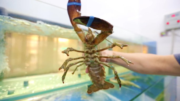 大龙虾 抓龙虾 海鲜 澳洲龙虾 美味 活