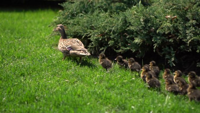 一群鸭子在公园的绿草上散步