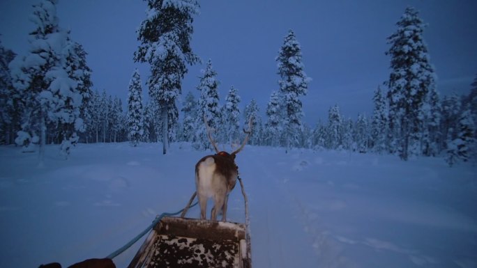 驯鹿拉着圣诞老人走在雪地里