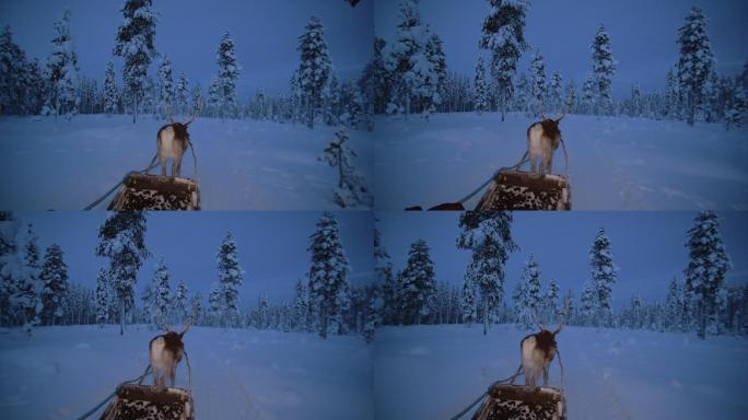 驯鹿拉着圣诞老人走在雪地里