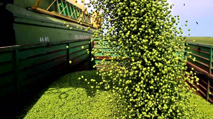 将豌豆从联合收割机卸到拖拉机拖车上