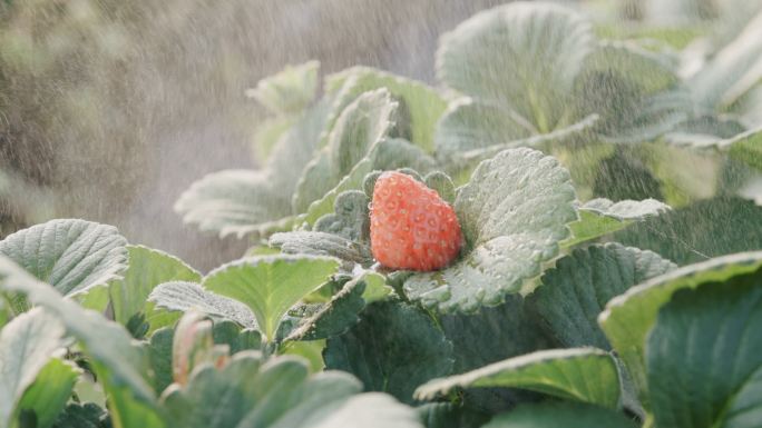 4K草莓大棚和生长中的新鲜草莓