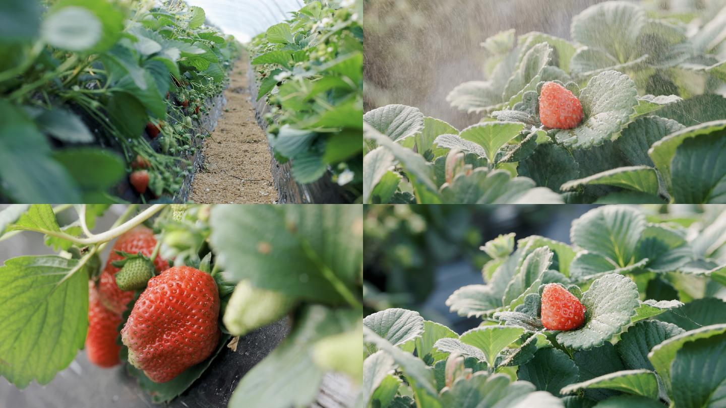 4K草莓大棚和生长中的新鲜草莓