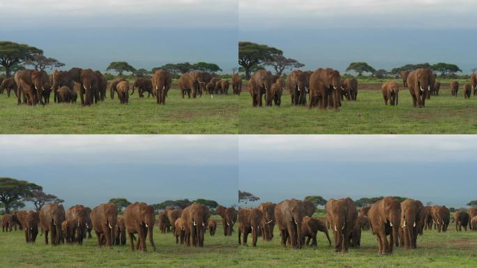 象群非洲象