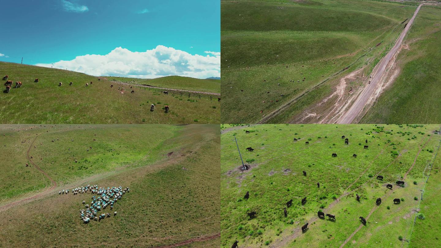 内蒙古丹山马场牛羊大草原航拍