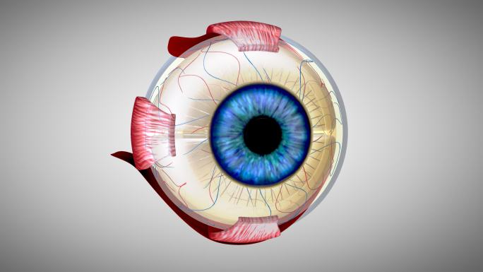三维眼球眼睛组织三维