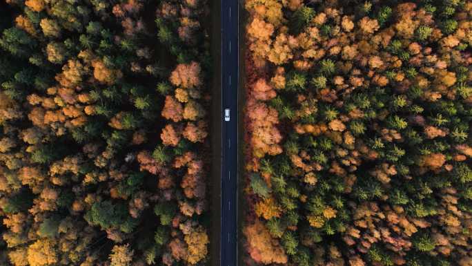 秋天，汽车在森林中的道路行驶