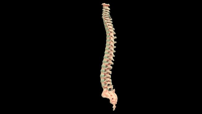 人体骨骼系统脊柱解剖学