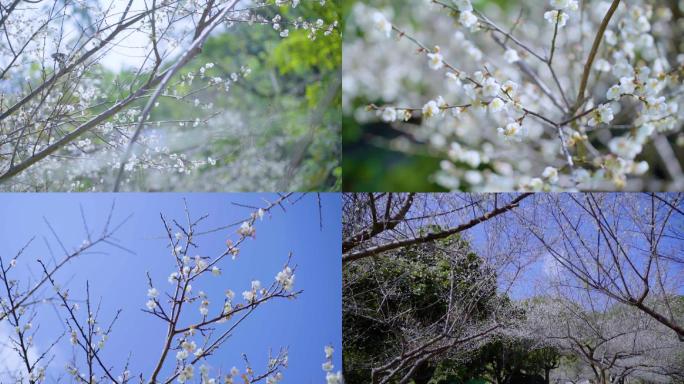 梅子花鲜花盛开的季节-春天来了