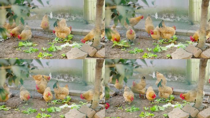 4k动物实拍鸡吃菜