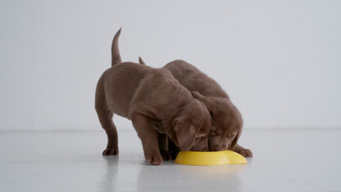 拉布拉多小狗在房间的黄色碗里吃狗粮的肖像