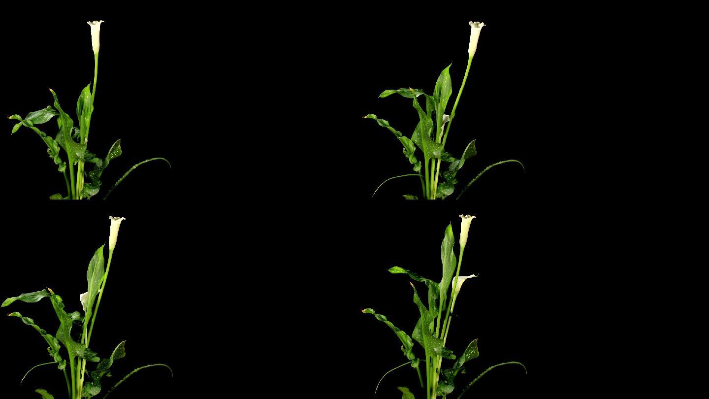 盛开的白马蹄莲绽放开花延时摄影