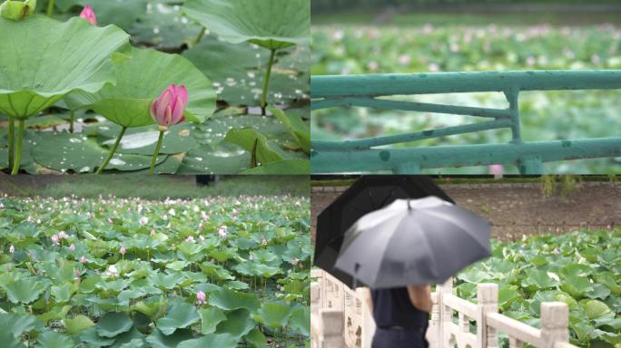 高清雨天荷花素材荷花池莲花