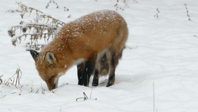 在雪地里觅食的狐狸