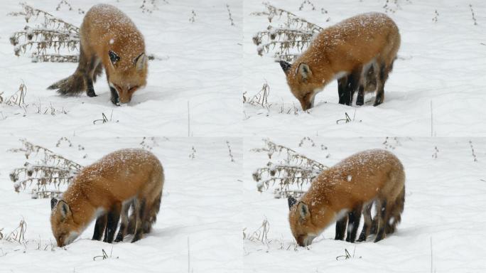 在雪地里觅食的狐狸
