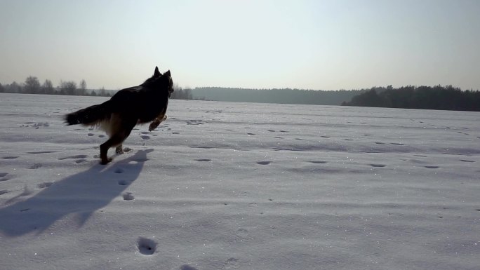 雪地里奔跑的小狗自由撒欢回归自然放飞遛狗