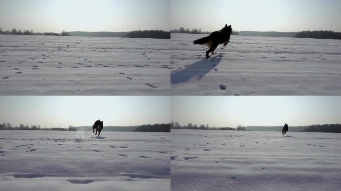 雪地里奔跑的小狗自由撒欢回归自然放飞遛狗