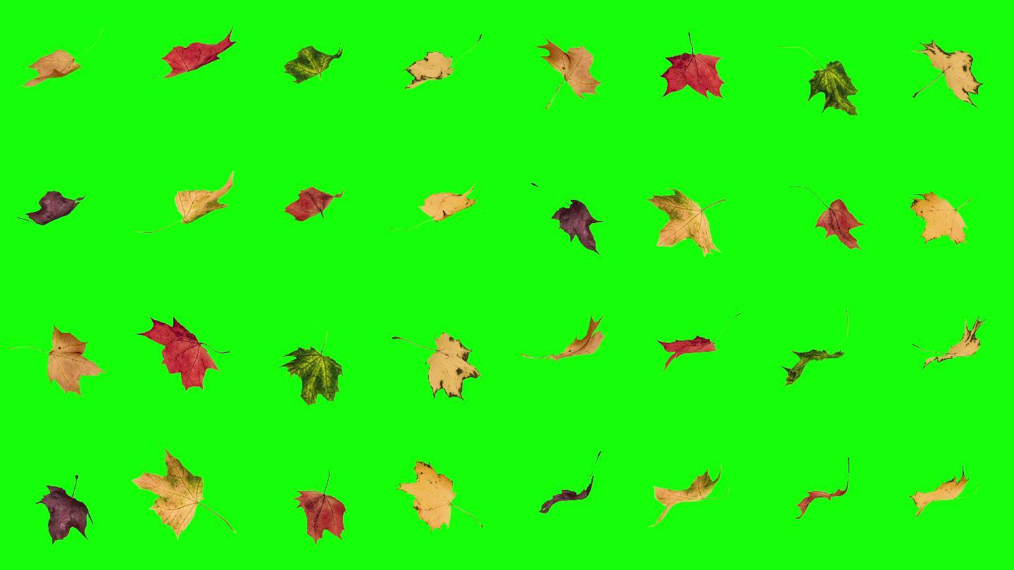 秋天的落叶动画特效动画合成元素光效
