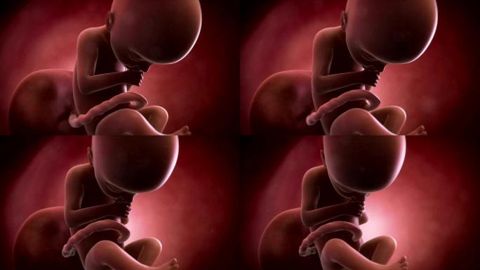 胎儿动画睡眠医疗科学医学检查